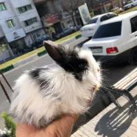 خرگوش لوپ|موش و خرگوش|گنبد کاووس, |دیوار