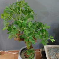 شفلرا مصنوعی