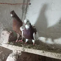 دو عددکبوتر هواگیر بازیدار طوقی قرمز کوینح|پرنده|بناب, |دیوار