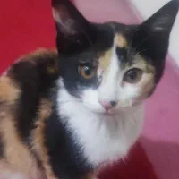 گربه واگذاری