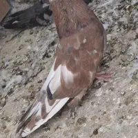 نروماده بلند|پرنده|اردکان, |دیوار