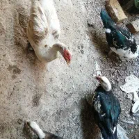 فروش مرغابی نژاد مسکویی|پرنده|سرپل ذهاب, |دیوار