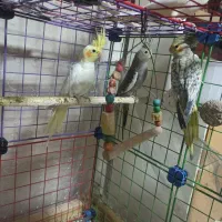 عروس هلندی 4 ماهه