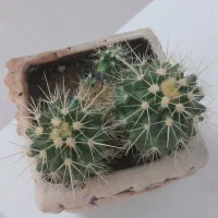 فروش حراجی|حراج|خمینی‌شهر, |دیوار