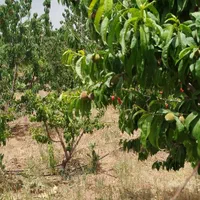 فروش زمین ۶۰۰ متری محدود پل زمانخان روستایی شوراب|فروش زمین و ملک کلنگی|اصفهان, آزادگان|دیوار