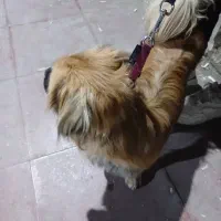 گمشده|حیوانات|اهواز, کوروش|دیوار