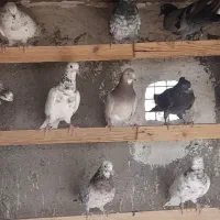 کفتر سرور هما|پرنده|سمنان, |دیوار