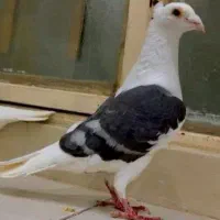 گراف کاکلی عطیقه