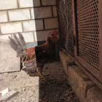 جوجه گلین چهل تاج ۶ماهه