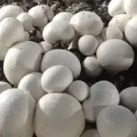 تازه و عمده در بسته ندی