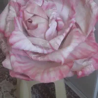 گل رز دست ساز