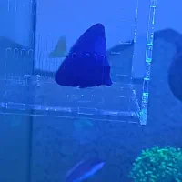 ماهی جراح دم زرد ردسی آکواریوم آب شور