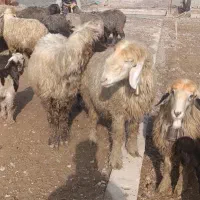 چند راس میش بره زاییده و حامله آبستن سنگین