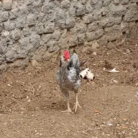 خروس طوسی گلین فروشی