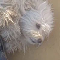 سگ شیتزو نر|سگ|یزد, |دیوار