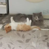 واگذاری بچه گربه بریتیش