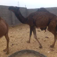 شتر|حیوانات مزرعه|رفسنجان, |دیوار