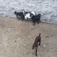 چهار تا بز بزغاله