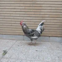 خروس اصلاح شده امریکایی|حیوانات مزرعه|اصفهان, مسجد مصلی|دیوار