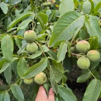 نهال گــردوی مرغوب و با سازگاری بالا|خدمات باغبانی و درختکاری|مریوان, |دیوار