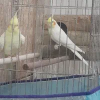 عروس هندی مولد