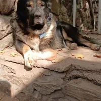 سگ قفقازی ماده نگهبان الابای سراب ژرمن|سگ|تهران, تهرانپارس شرقی|دیوار