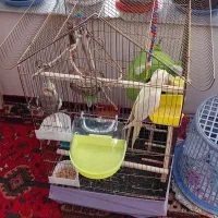 عروس هلندی فروشی