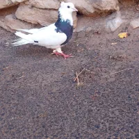 طوقی|پرنده|بروجن, |دیوار