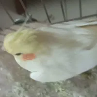 عروس هلندی زیبا و سالم|پرنده|فردیس, فردیس|دیوار