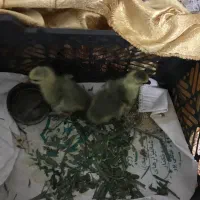 جوجه بط محلی