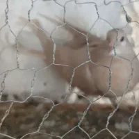 مفلق دمگیر زرد وسرخ آفتاب نخورده|پرنده|خمینی‌شهر, |دیوار