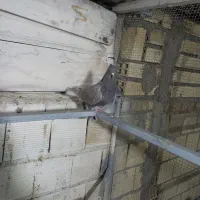 ماده دم سفید و دوکت سرور|پرنده|خمینیشهر, |دیوار