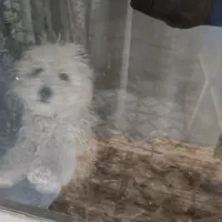 واگذاری پاپی یا معاوضه با عروس هلندی|سگ|ابریشم, |دیوار