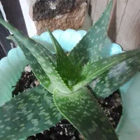 فروش آلوورا تازه