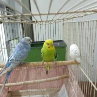 مرغ عشق|پرنده|رشت, دیانتی|دیوار