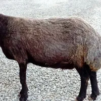 گوسفند|حیوانات مزرعه|سیمین شهر, |دیوار