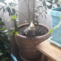 یه جفت عروس