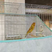 قناری نر و ماده