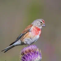 سهره سینه سرخ  سهره خاکی یا بال صورتی