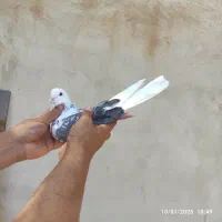 کبوتر کفتر ماده پشت سنگی عتیقه|پرنده|هشتگرد, فاز ۱ مهستان|دیوار