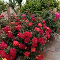 باغ ویلا ۵۰۰متری ملکی چسبیده بافت روستا