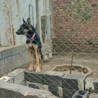 توله ژرمن نر|سگ|مهاباد (آذربایجان غربی), |دیوار