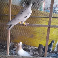 تعدادی کبوتر ماده