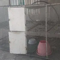 قفسه مرغ