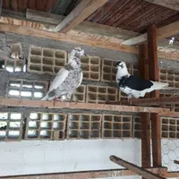 کفتر مهری گرو