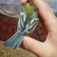 سهره|پرنده|بروجرد, |دیوار