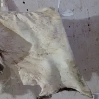 مشک برای ماست چکیده..50گیلو و100گیلویی