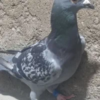 دو عدد کفتر