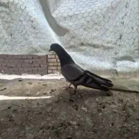 کبوتر