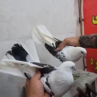 کفتر گرفتنی کبکی